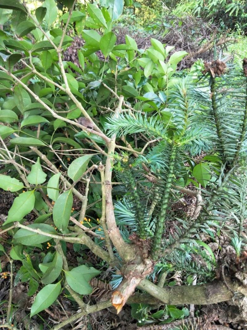 木寄生野生松树杉树黄皮树，各类树木寄生新鲜，干货出售！！