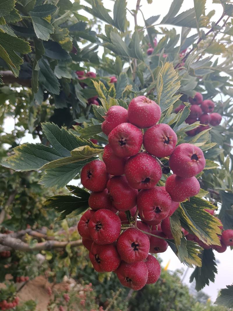 【山东山楂】精品甜红子山楂，山东泰安产地，果园种植量大