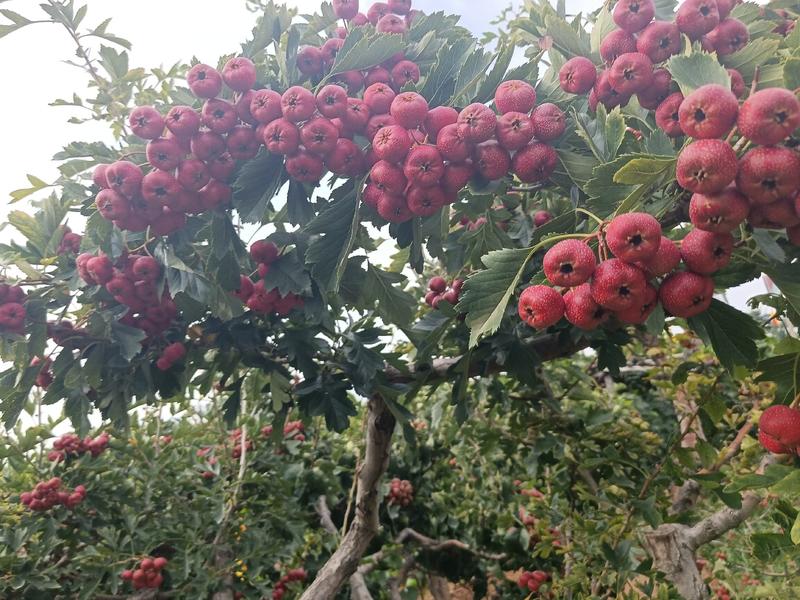 【山东山楂】精品甜红子山楂，山东泰安产地，果园种植量大