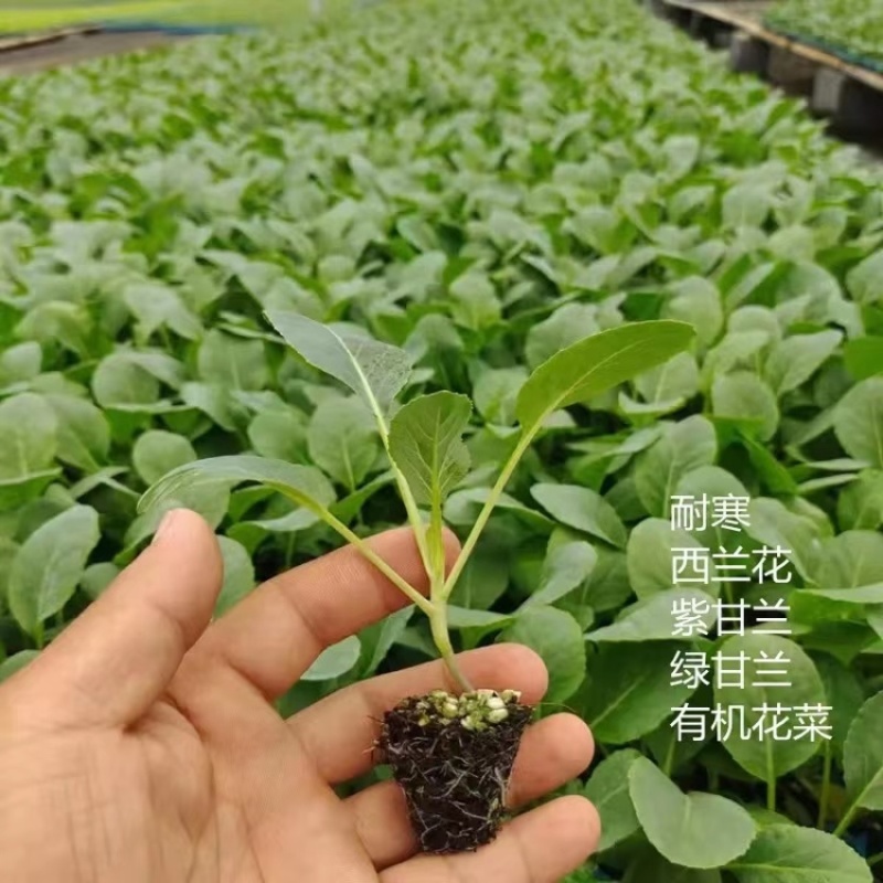 蔬菜苗西兰花苗耐寒性强，长速快，支持全国发货