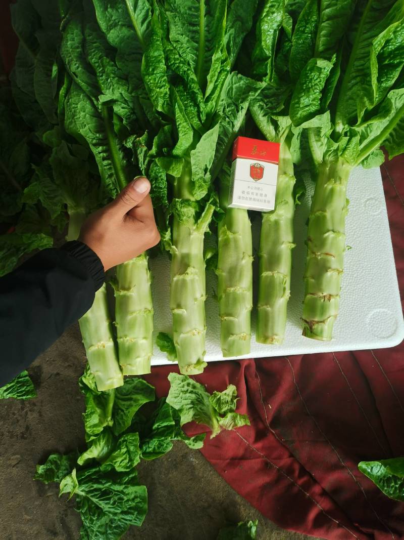 山东省临沂市兰陵县三青叶莴笋不空不列绿皮绿肉质量保证，