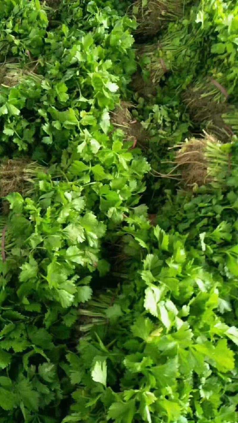 芹菜苗，法国皇后西芹优质芹菜苗，货源充足保质保量。
