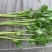 芹菜苗，法国皇后西芹优质芹菜苗，货源充足保质保量。