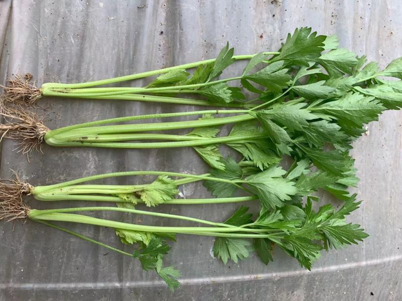 芹菜苗，法国皇后西芹优质芹菜苗，货源充足保质保量。