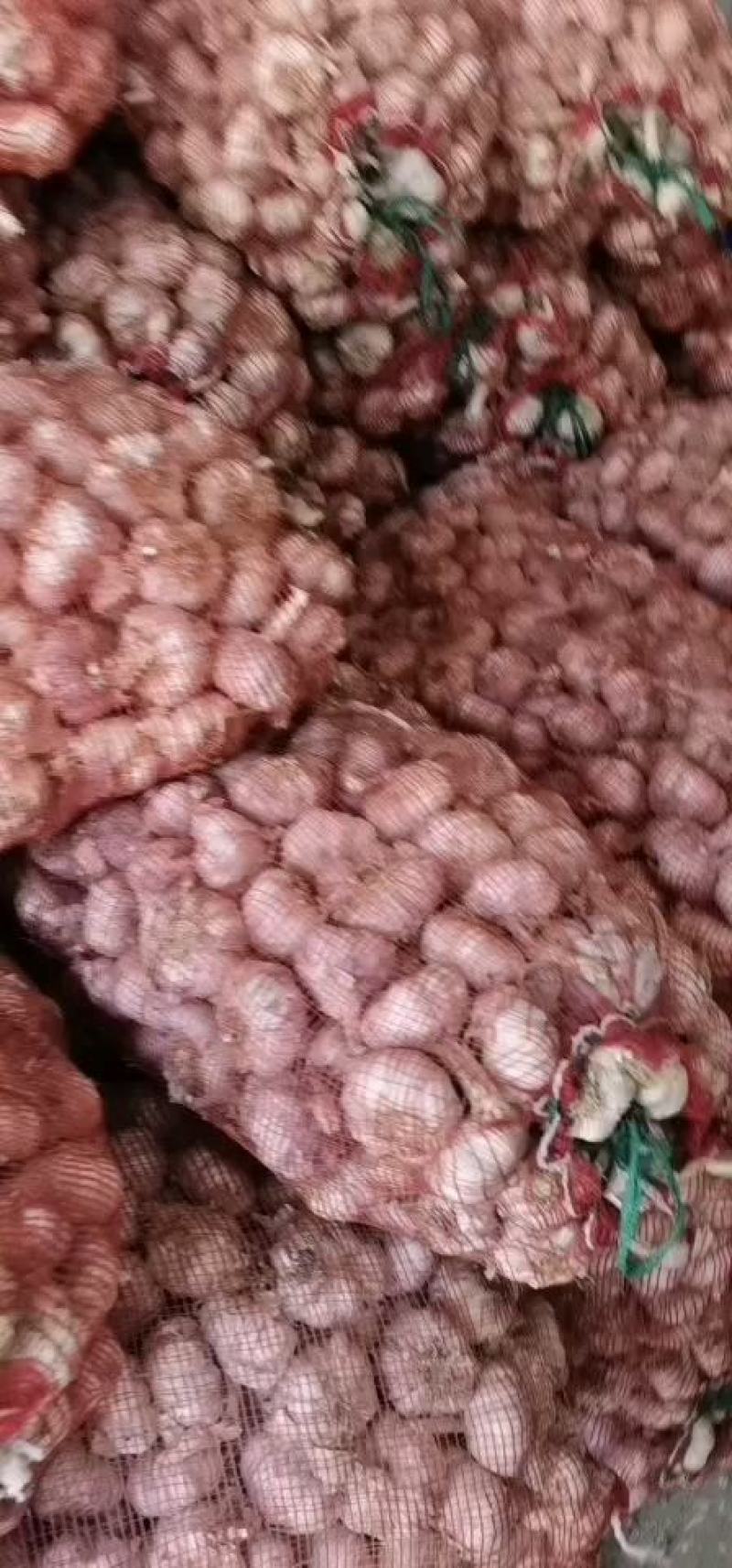 冷库大蒜。欢迎采购