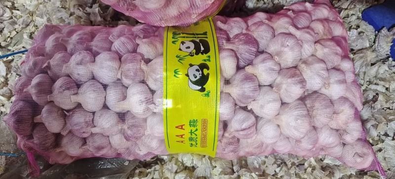 冷库大蒜。欢迎采购