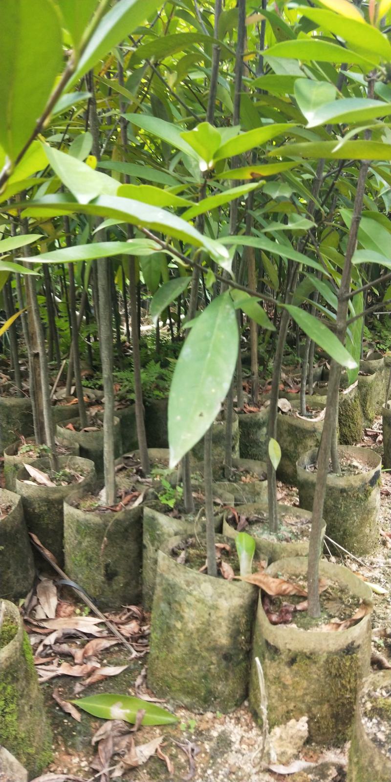 岭南山竹苗黄金山竹苗，也叫野山竹，营养杯苗自产自销