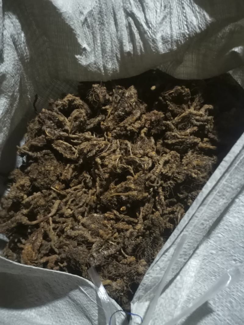 黄连干货