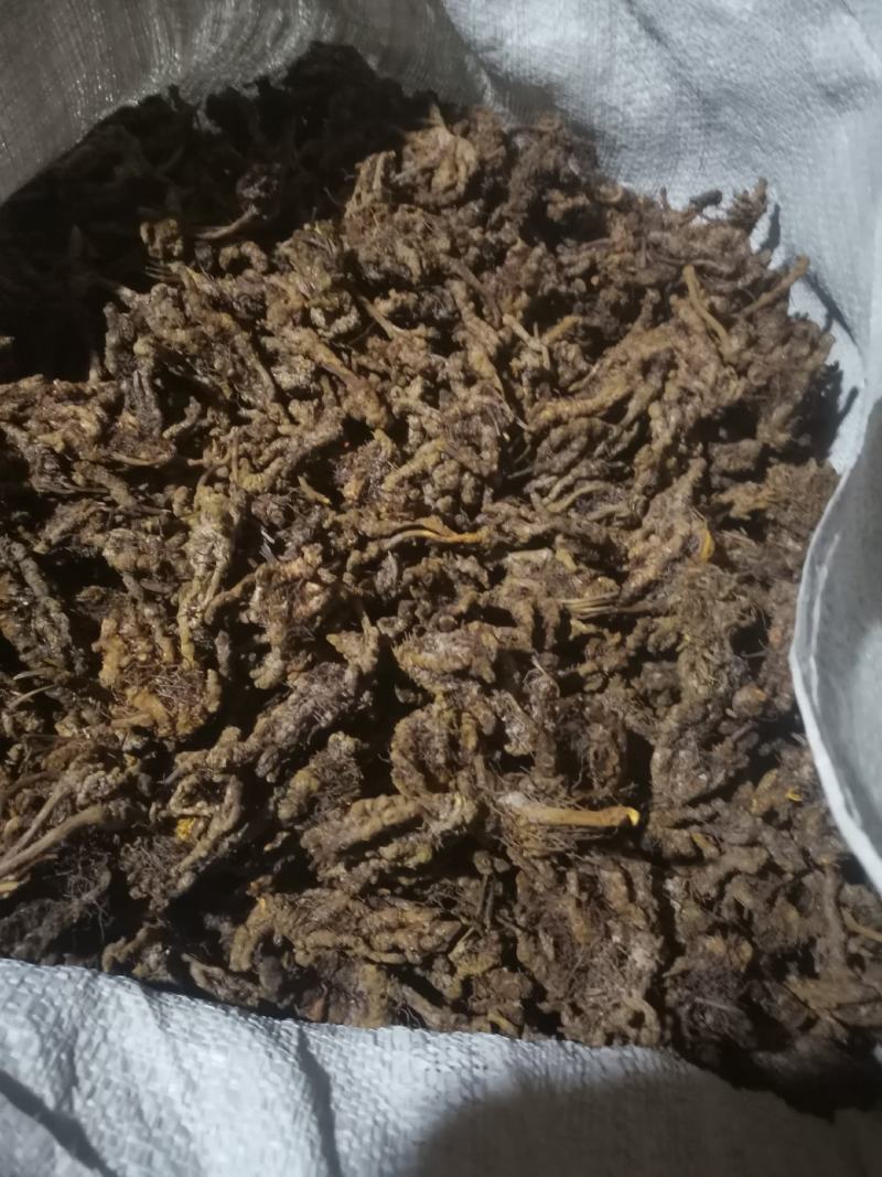 黄连干货