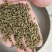 江西，高含量江西中花吴茱萸，保质保量，量大从优，全国发货