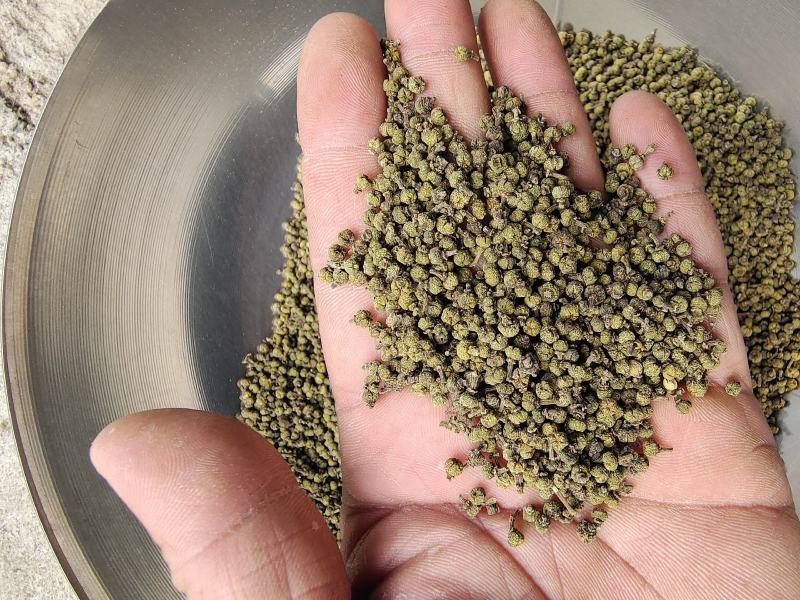 江西，高含量江西中花吴茱萸，保质保量，量大从优，全国发货