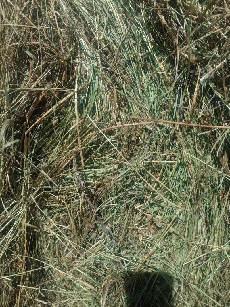 披碱草羊草碱草，东北天然碱草，小方捆羊草圆捆草等。