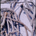 野生赤芍家种赤芍