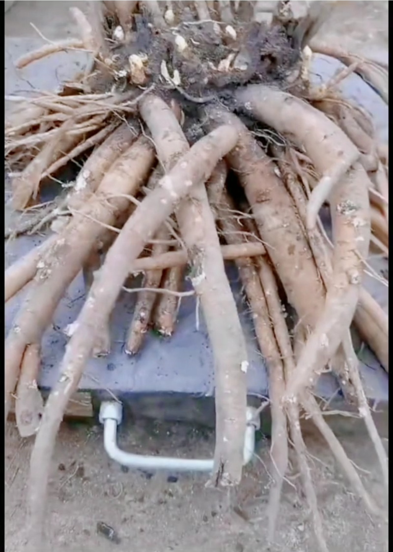 野生赤芍家种赤芍