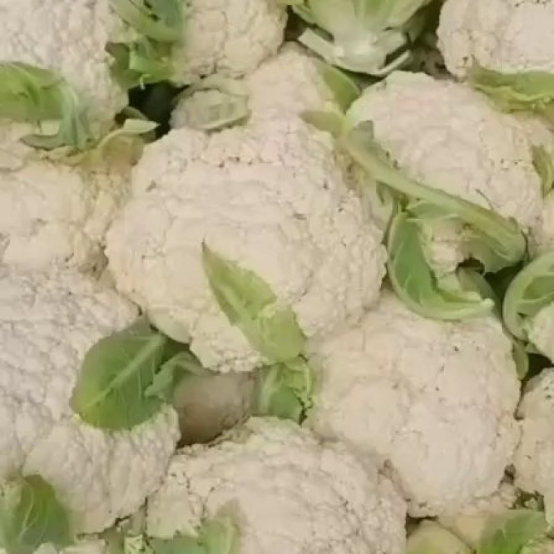 甘肃兰州高原夏菜