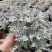 银叶菊银白观叶花苗泛美种源花坛庭院楼顶阳台多年生