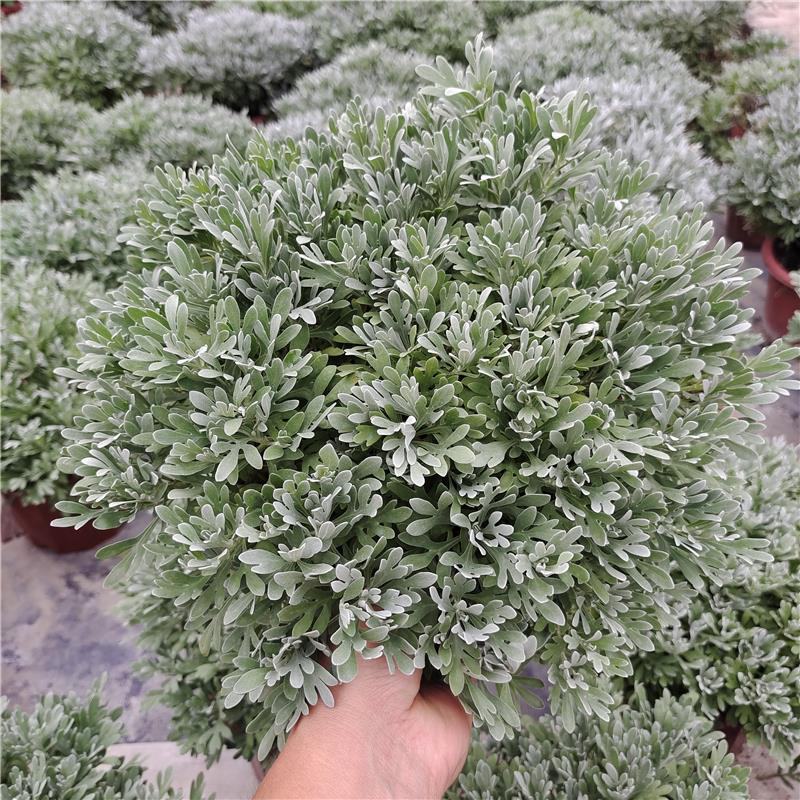 银叶菊银白观叶花苗泛美种源花坛庭院楼顶阳台多年生