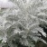 银叶菊银白观叶花苗泛美种源花坛庭院楼顶阳台多年生