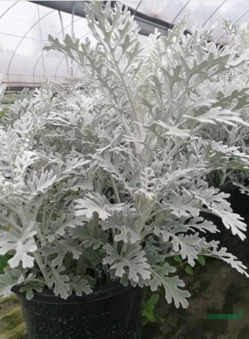 银叶菊银白观叶花苗泛美种源花坛庭院楼顶阳台多年生