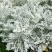 银叶菊银白观叶花苗泛美种源花坛庭院楼顶阳台多年生