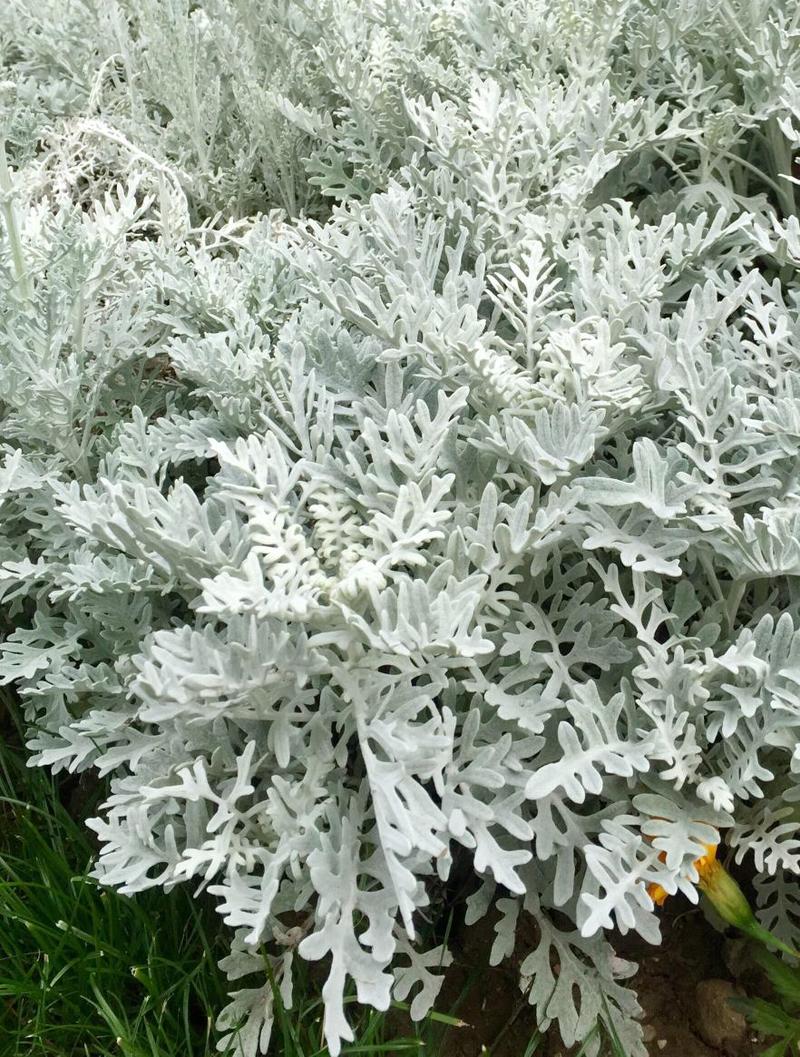 银叶菊银白观叶花苗泛美种源花坛庭院楼顶阳台多年生