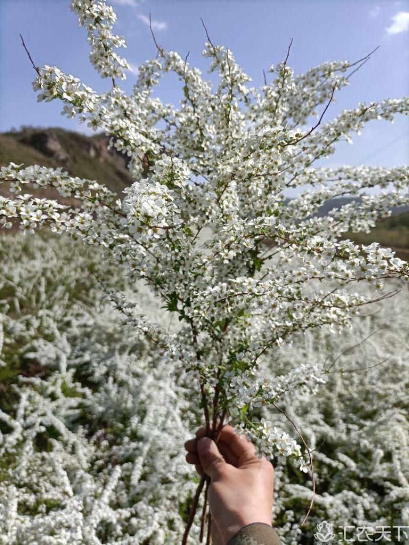 雪柳，干枝雪柳，雪喷花，干枝雪喷花，干枝雪柳产地