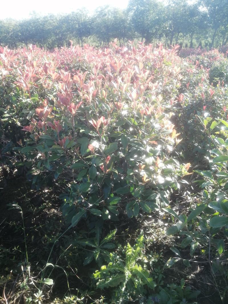 批发红叶石楠苗，红叶石楠杯苗，红叶石楠球