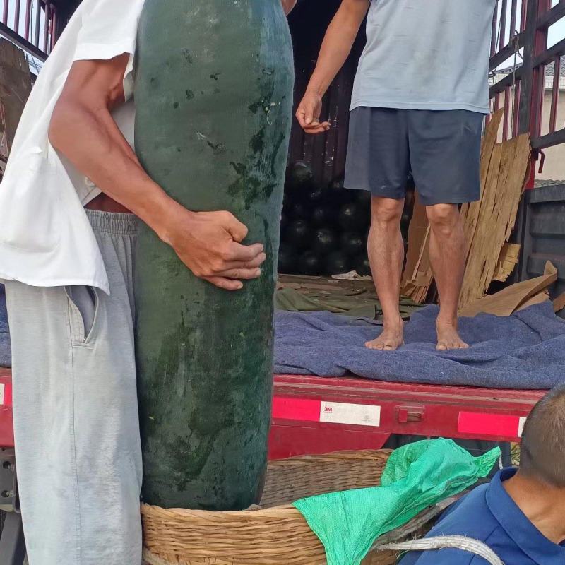 自家种植黑皮吊冬瓜无中间费用包上车