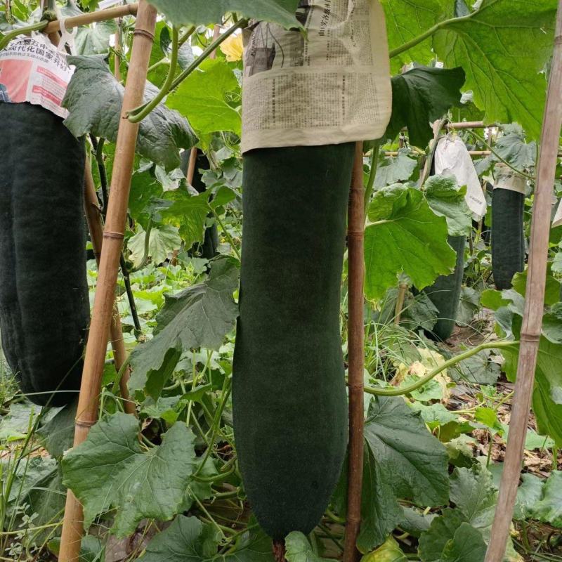 自家种植黑皮吊冬瓜无中间费用包上车
