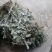鹿茸草