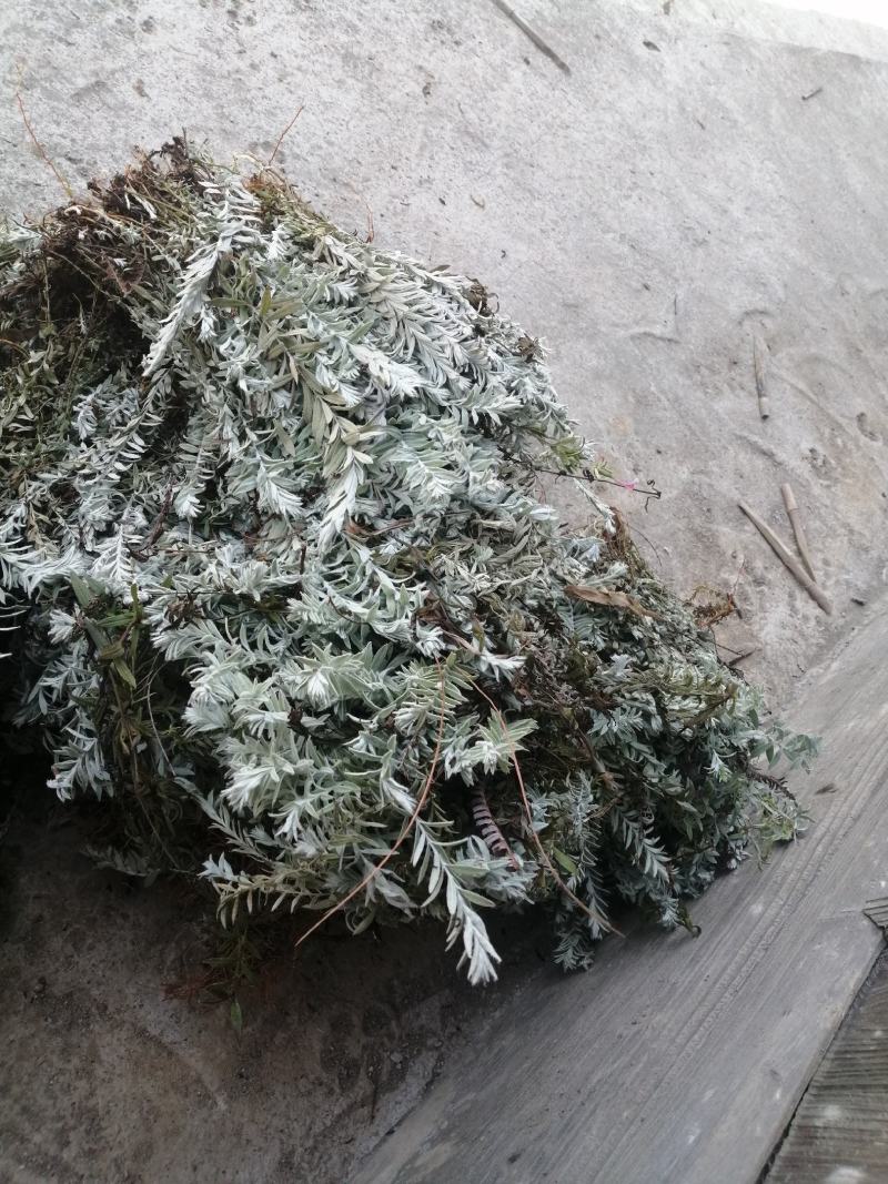 鹿茸草