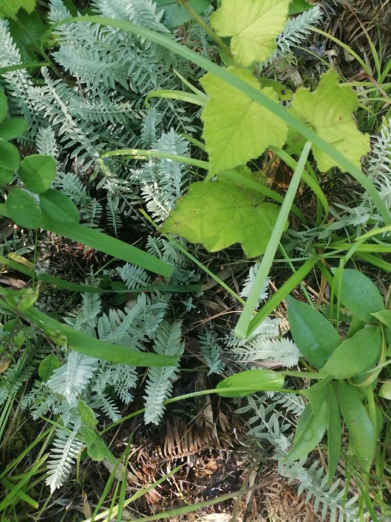 鹿茸草