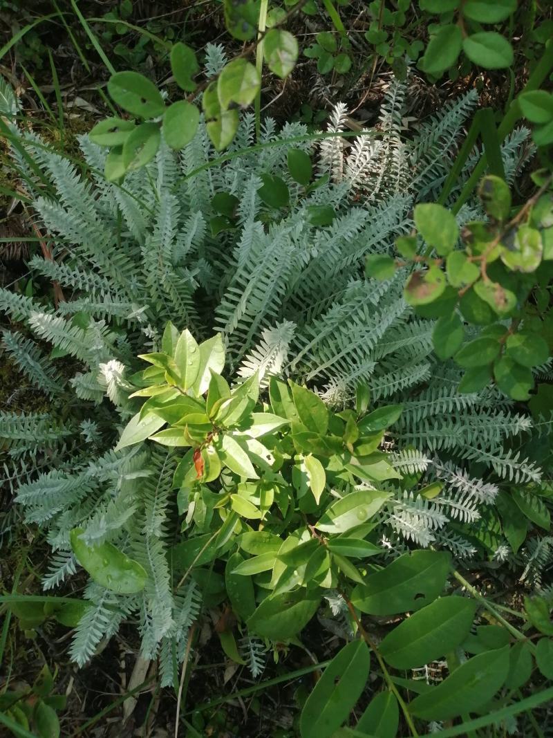 鹿茸草