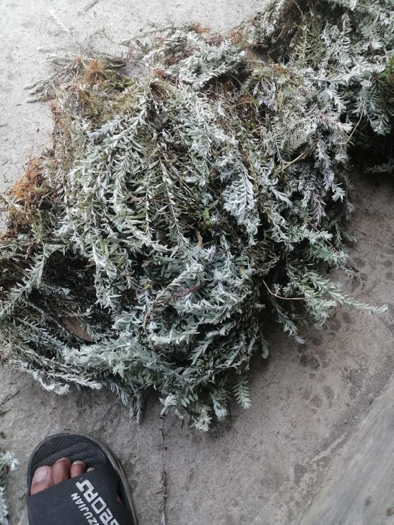 鹿茸草