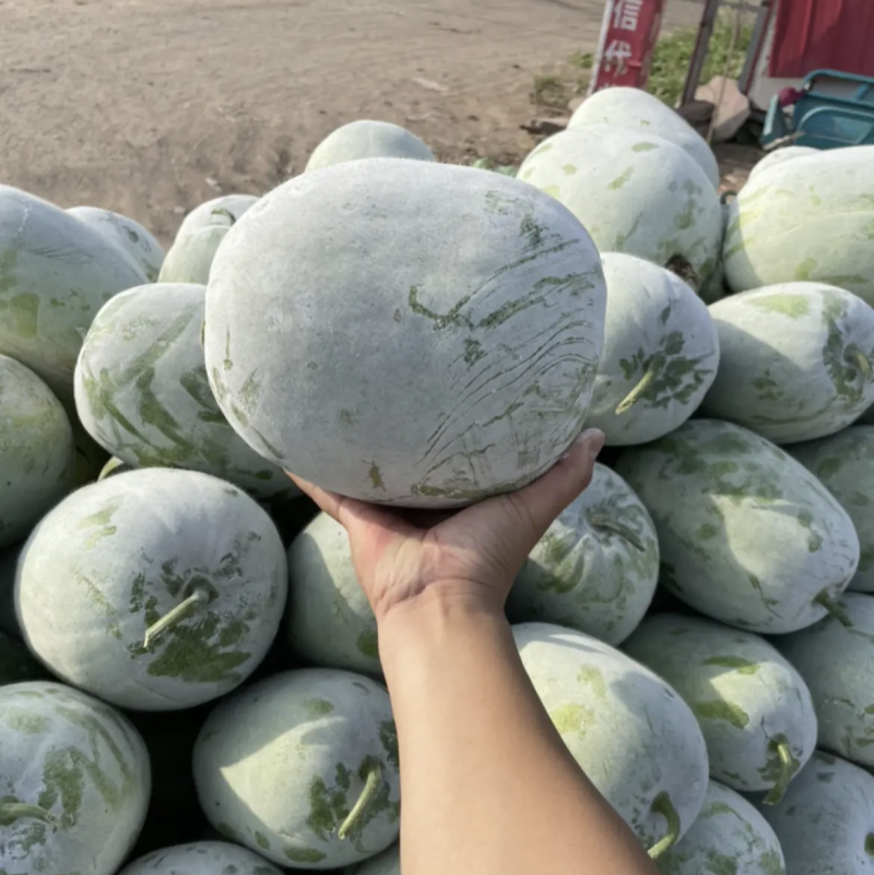 水果冬瓜，个头均匀，品质好，各种冬瓜充足