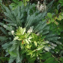 鹿茸草