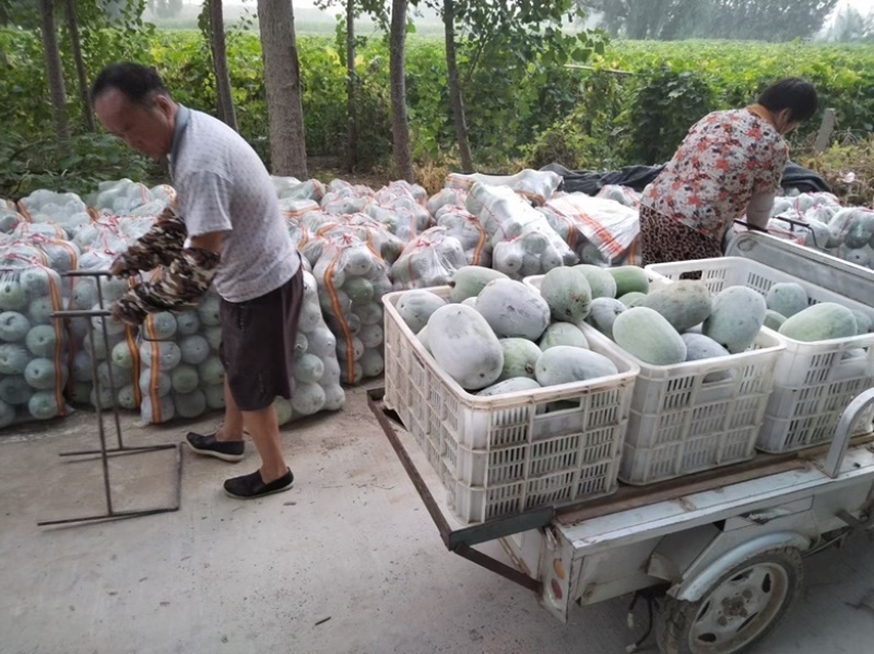 水果冬瓜，翡翠水果冬瓜，品质好，货源充足。