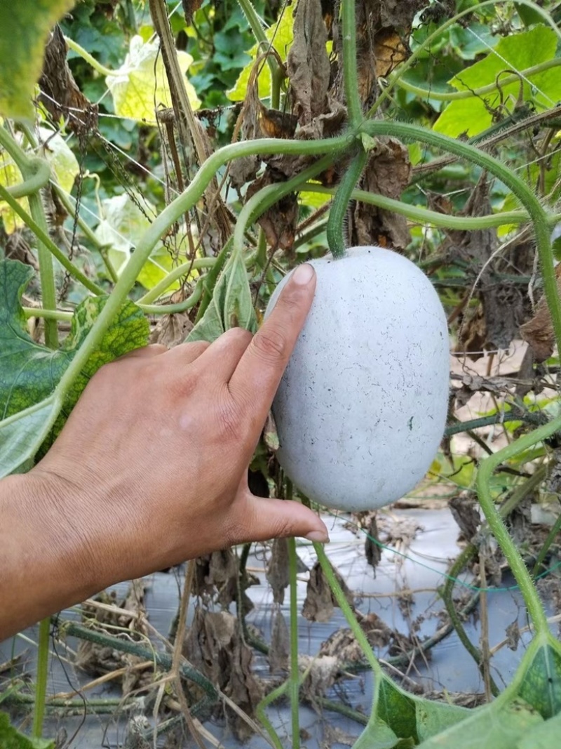 水果冬瓜，翡翠水果冬瓜，品质好，货源充足。