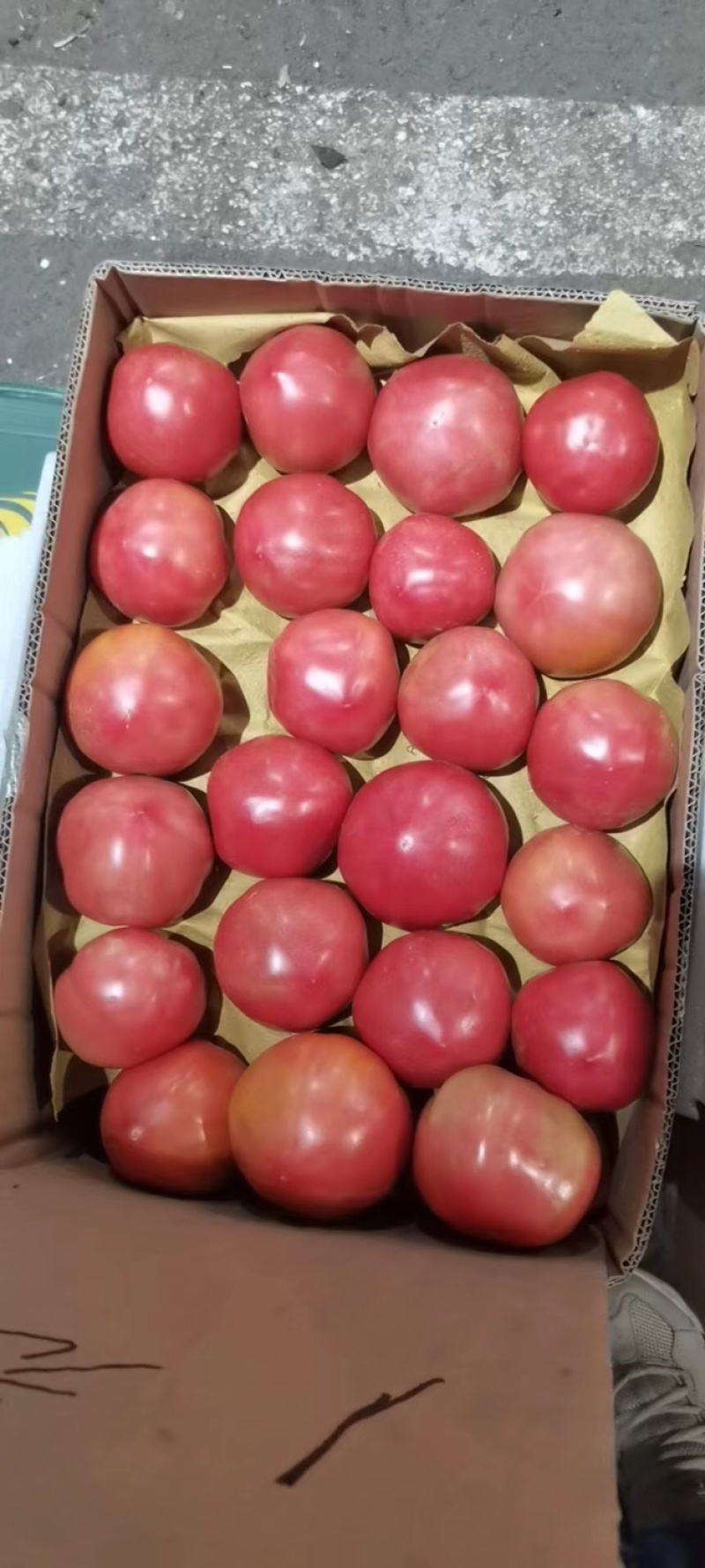自己家西红柿熟了硬粉西红柿辽宁灯塔市有量有价