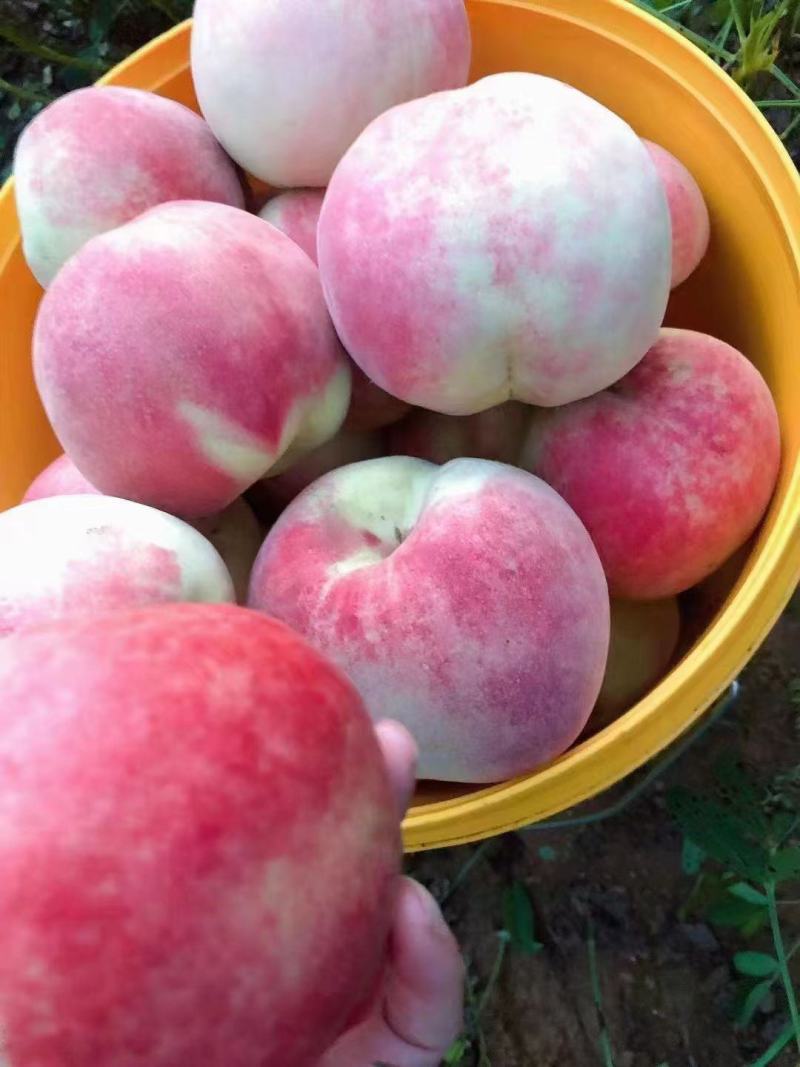 中秋王桃