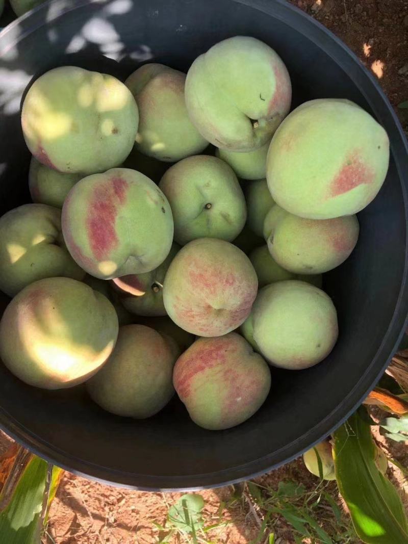 中秋王桃