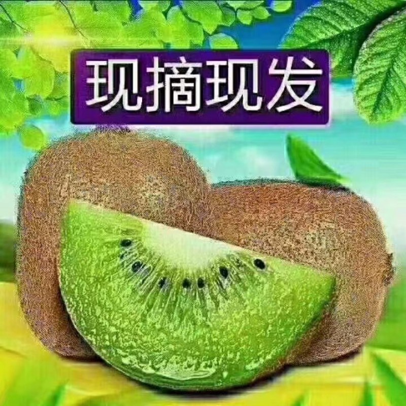 陕西猕猴桃