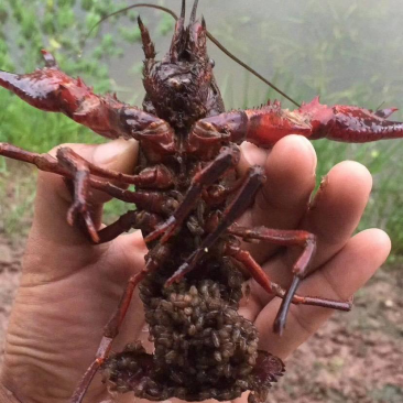 种虾小龙虾种虾批发小龙虾种苗价格小龙虾虾苗