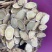 黄芪指甲片斜片黄芪无硫当归年新货大片黄芪