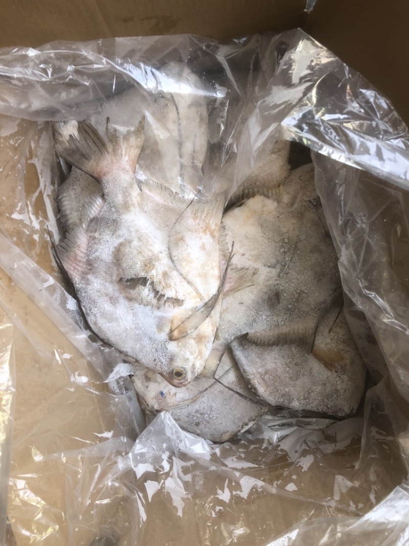 角鲳鱼鲳鱼批发便宜鲳鱼角鲳批发海水鲳鱼角鲳