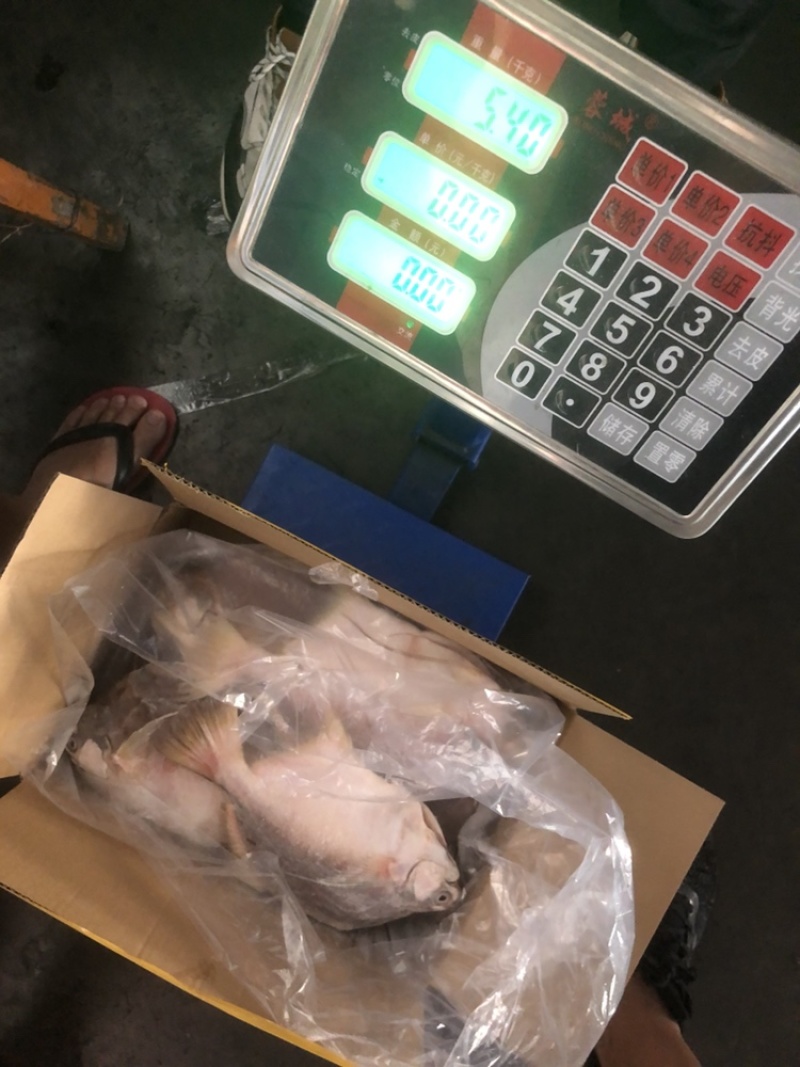 角鲳鱼鲳鱼批发便宜鲳鱼角鲳批发海水鲳鱼角鲳