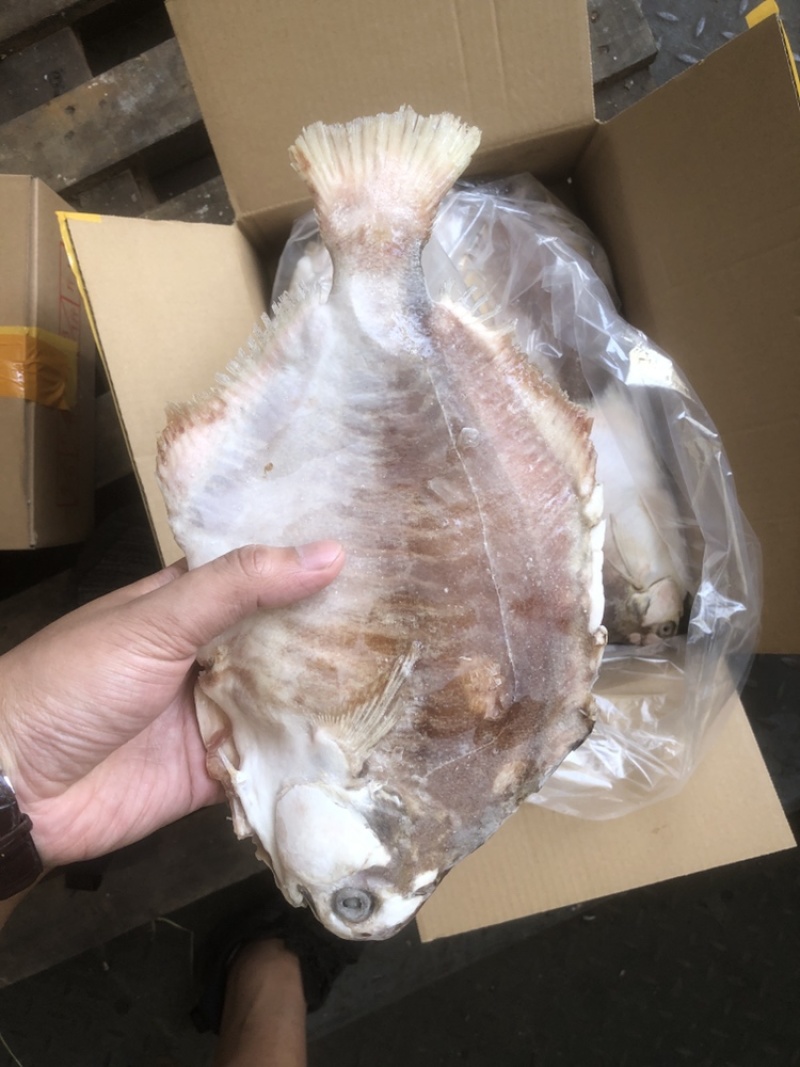 角鲳鱼鲳鱼批发便宜鲳鱼角鲳批发海水鲳鱼角鲳