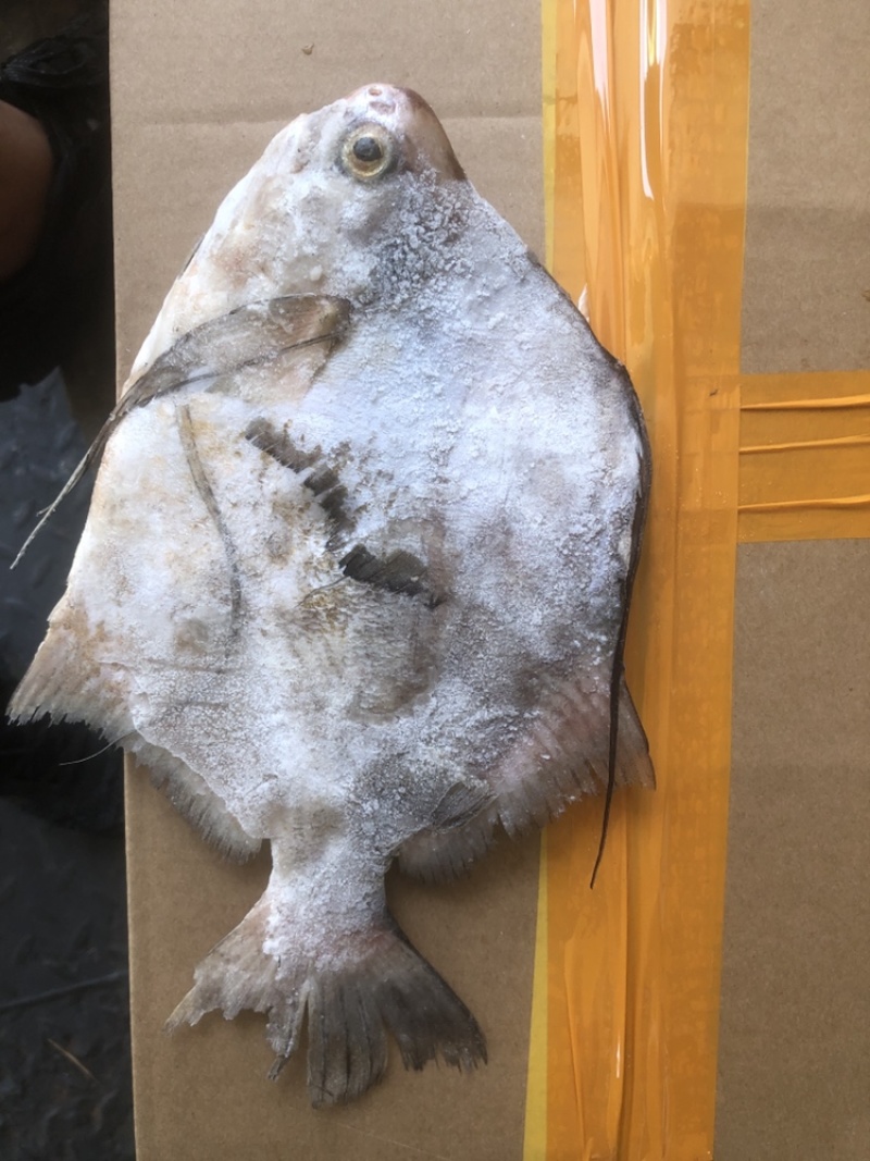 角鲳鱼鲳鱼批发便宜鲳鱼角鲳批发海水鲳鱼角鲳