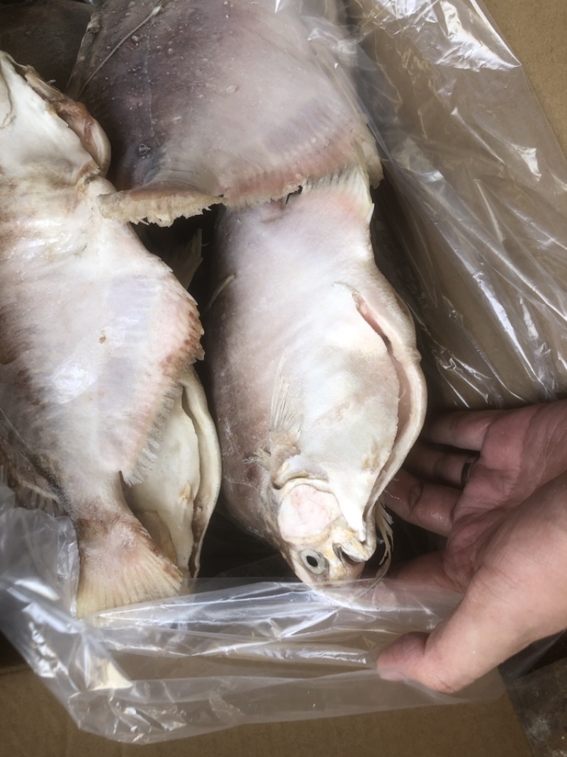 角鲳鱼鲳鱼批发便宜鲳鱼角鲳批发海水鲳鱼角鲳