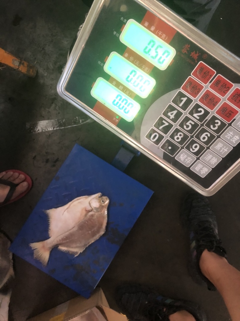 角鲳鱼鲳鱼批发便宜鲳鱼角鲳批发海水鲳鱼角鲳